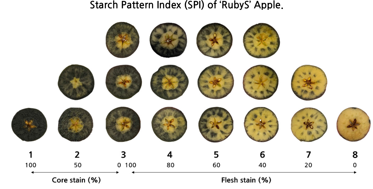 Prediction of Fruit Maturity with Starch Pattern Index in Korean Apple ...