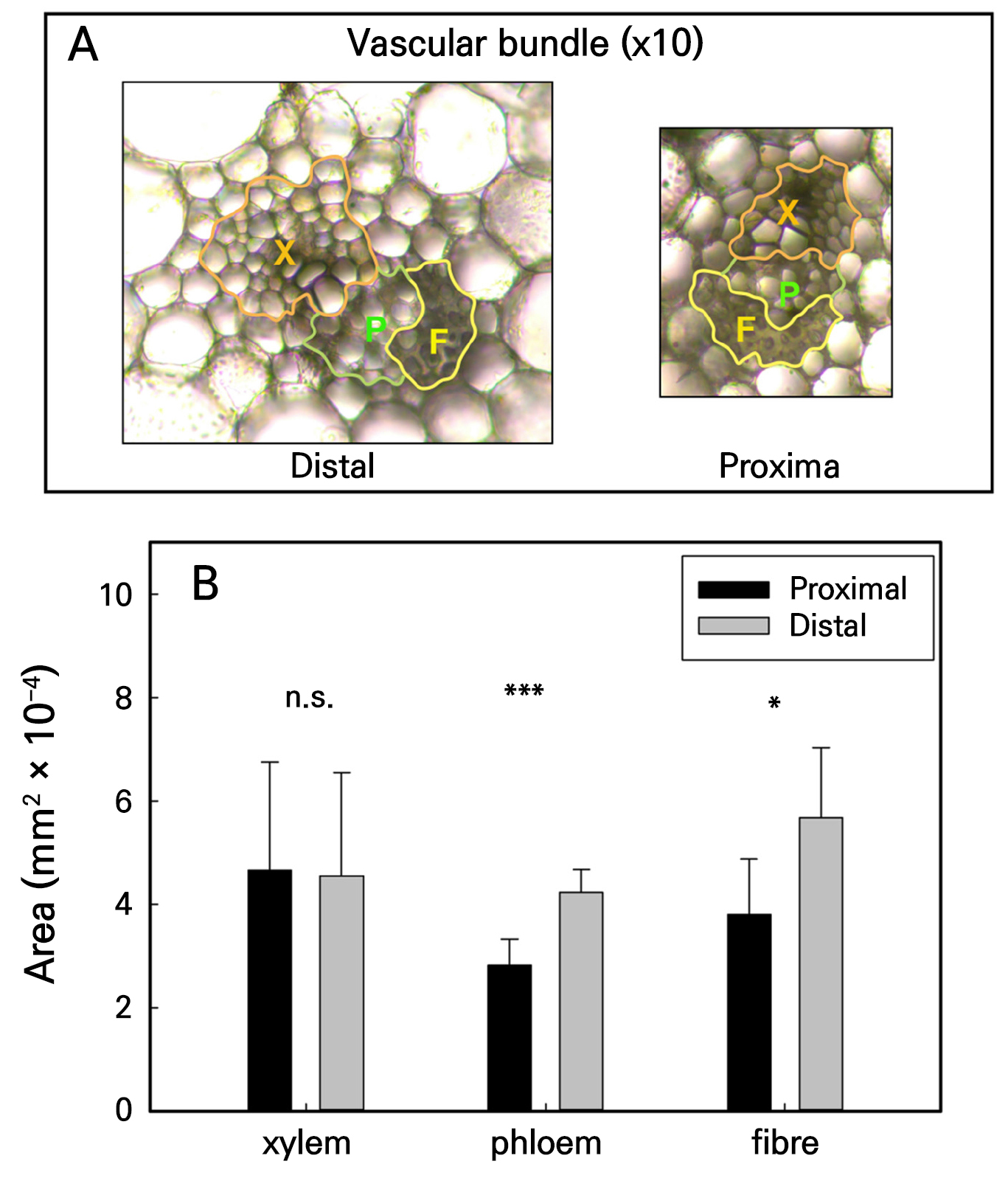 Comparative Analyses of Resource Allocation and Anatomical