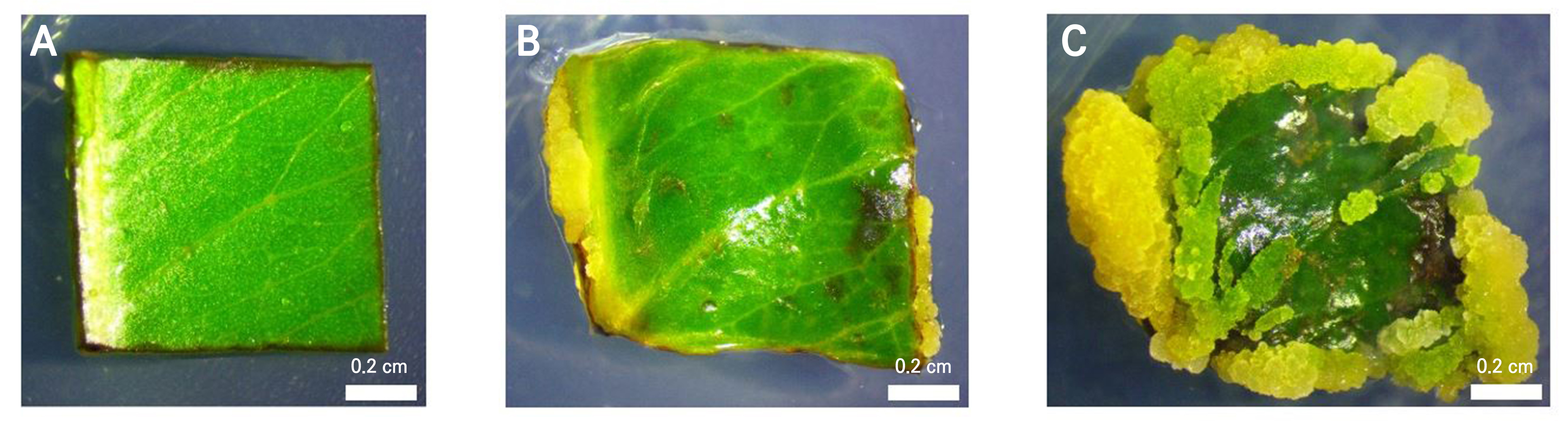 ba-l　1/2 Encapsulation of Jamblang (Syzygium cumini) Somatic Embryos with